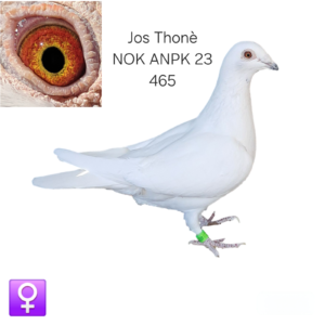 LOT 9: ZA 23 NOK ANPK 465 (H) – A beautifully bred Jos Thoné hen combining many of the loft’s most famous bloodlines. THE SIRE carries Frost, Toendra, Cavendish, Avril, Jutta and Pro Freddy. - THE DAM is inbred Jos Thoné and combines Frosty, Nikita, Cavendish, Silber and Pro Freddy. - SEE PEDIGREE !!!