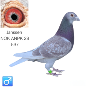 LOT 11: ZA 23 NOK ANPK 537 (C) – A strongly bred Janssen cock line-bred to the famous Late Vos, Schone Vos, Klamper and Chantillie families. THE SIRE, “Kleine Rooie,” is a grandson of Schone Vos and Late Vos. - THE DAM, “Rooi Vos,” also descends from Schone Vos and Late Vos and carries the renowned Klamper, Chantillie and Winterjong bloodlines. - SEE PEDIGREE !!!