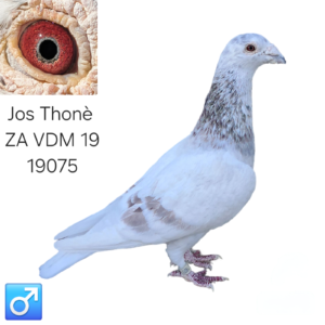 LOT 12: ZA 19 VDM 19075 (C) – A top-class Jos Thoné cock combining many of the loft’s most renowned bloodlines. THE SIRE, “Frosty,” brings together Frost, Toendra, Cavendish, Avril and Jutta. - THE DAM is a granddaughter of the famous Pro Freddy and a daughter of Slim Witje, a three-time 1st Provincial winner. - SEE PEDIGREE !!!