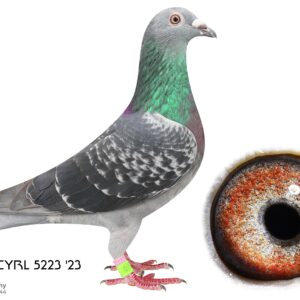 LOT 1: ZA 23 CYRL 5223 - THE SIRE: Entry Cape Town Int Sire 5619 WYNL 20 2nd Fed, 16 Union B Wes JO 1 (300km) 1st Fed , 1st Union Britstown JO 1 (490km) - THE DAM: Bred for stock by Aces Racing Pigeons. Inbred to Best Kittel mixed with some of the best of Dirk van den Bulck genetics Gr Grant Parents are Broer Goede Rode, Goed Rood (daughter Goede Rode), Father Olympic Rosita and Mother Olympic Rosita. Goede Rode - SEE PEDIGREE !!!