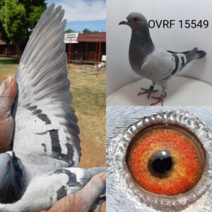 LOT 1: ZA 21 OVRF 15549 (H) - THE SIRE: BRED FOR STOCK OUT OF THE BEST HOUBEN/CLAUSING BLOOD AVAILIBLE.LAST DIRECT SON OF PRONTISIMO.BRED SUPER PIGEONS FOR BUTCH.SUPER BREEDER WHEN MATED TO 74281 NWPF ZA 11 GREAT GRANDSON OF "410" - THE DAM: She was send to CPL loft in Bloemfontei. She did well. Well balanced and a very good handler. - SEE PEDIGREE !!!