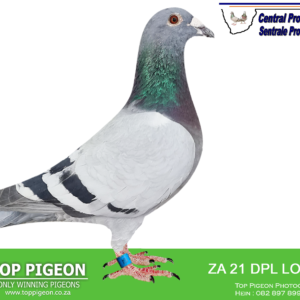 LOT 2: ZA 21 DPL LOFTS 104  (H) - THE SIRE - ZA-2019-RAW-774 “STERKFONTEIN 2” Dieplaagte & Sterkfontein Lofts Blue EQUAL FIRST CAR RACE MATJIESFONTEIN CPL 2020. CLOCKED 6TH PLACE 27 SECONDS BEHIND THE WINNER. HALF-BROTHER TO “STERKFONTEIN 21”. 2ND FINAL PRINCE ALBERT CPL 595KM VEL 992m/m. - THE DAM - DAM:ZA-2021-DPL-13 Dieplaagte & Sterkfontein Lofts. THIS IS A GRAND CHILD TO “MRS RELIABLE” -SEE PEDIGREE!!!