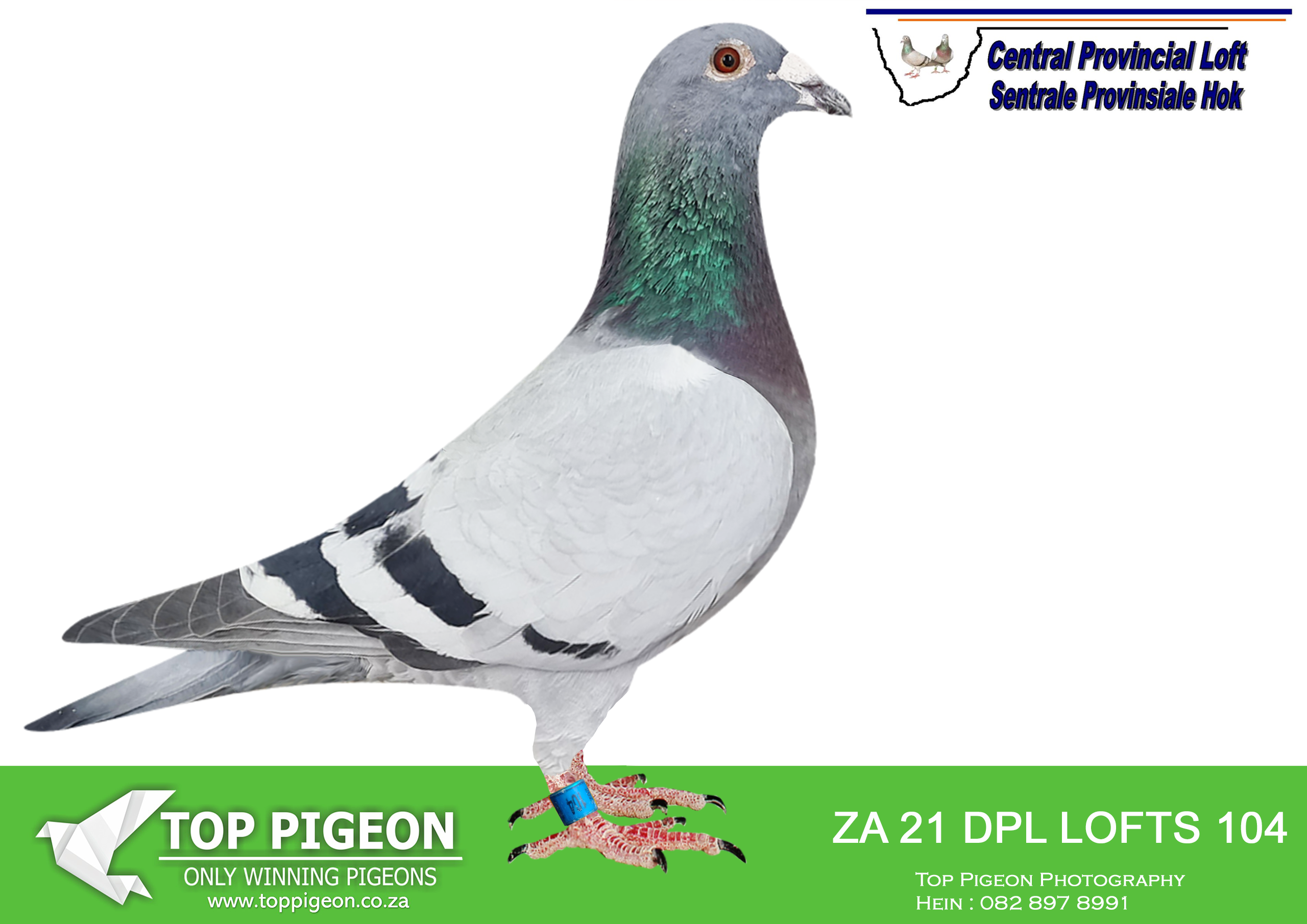 LOT 2: ZA 21 DPL LOFTS 104 (H) – THE SIRE – ZA-2019-RAW-774 “STERKFONTEIN 2” Dieplaagte & Sterkfontein Lofts Blue EQUAL FIRST CAR RACE MATJIESFONTEIN CPL 2020. CLOCKED 6TH PLACE 27 SECONDS BEHIND THE WINNER. HALF-BROTHER TO “STERKFONTEIN 21”. 2ND FINAL PRINCE ALBERT CPL 595KM VEL 992m/m. – THE DAM – DAM:ZA-2021-DPL-13 Dieplaagte & Sterkfontein Lofts. THIS IS A GRAND CHILD TO “MRS RELIABLE” -SEE PEDIGREE!!!