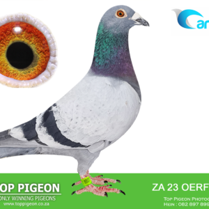 LOT 3: ZA 23 OERF 8807 (C)  -LEN KNOETZE – THE Sire -  Is of ‘Soetdoring 19’ Champion Bird Centr Prov Lofts all 5 H/Spots & Final’ 2,603 Km in 60 days . Dam of the Sire is ‘Kiwi’ 95e F Diaz 635km, 2e Race (7) 1e Race (6) 525 km 1,177 m/m. Kiwi’s Sire is a Son of ‘Luke Donald’- THE  Dam -  inbr Gaby Vandenabeele 75 Prov Victories & Mega Scoring Ace Birds Olympic Accolades and best Flor Engels & JLN Houben - SEE PEDIGREE!!!