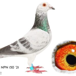 LOT 7: ZA 21 NPN  150 (C)  – 7TH MAIN RACE , 20TH ACE PIGEON 2022 at Carnival Lofts. Fullsister finished 6th and 3rd ace Allflite Goldcup. The Sire -  79 ZA 20 DPL “ Seventy Nine” Laureaat. Fixed performance pedigree. Sire and dam is both inbred from Carlo Gyselbrecht. - The Dam: 27 ZA 20 DPL “ SILVER SPIRIT” 33RD ACE BIRD CARNIVAL SUMMER SERIES 2021. SHE DID VERY WELL ON THE LONG AND HARD RACES, SEE PEDIGREE !!!!