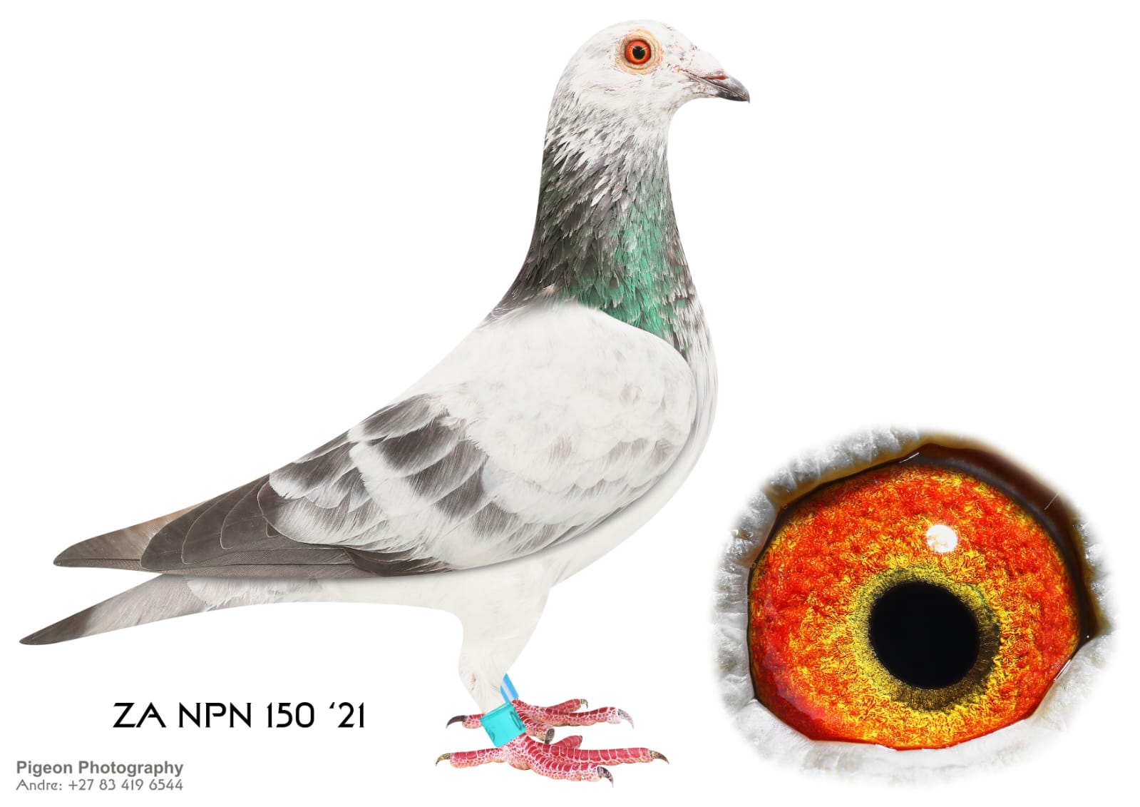 LOT 7: ZA 21 NPN 150 (H) – 7TH MAIN RACE , 20TH ACE PIGEON 2022 at Carnival Lofts. Fullsister finished 6th and 3rd ace Allflite Goldcup. The Sire – 79 ZA 20 DPL “ Seventy Nine” Laureaat. Fixed performance pedigree. Sire and dam is both inbred from Carlo Gyselbrecht. – The Dam: 27 ZA 20 DPL “ SILVER SPIRIT” 33RD ACE BIRD CARNIVAL SUMMER SERIES 2021. SHE DID VERY WELL ON THE LONG AND HARD RACES, SEE PEDIGREE !!!!