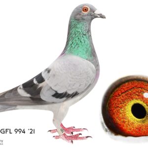 LOT 8: GFL 994-2021 (C) - A beautifully bred Ganus Cock, combining proven international racing and breeding bloodlines. His sire is JAZZMAN (GFL 53-2017), bred from Said In Spun Silver, 2nd Place South African Million Dollar Race, and Sanjay 1, 1st Place South African Million Dollar Race. His dam is HEIRLOOM (GFL 77-2019), bred from Wolverine and Victoria Winner, 1st Place Victoria Falls World Challenge.  A powerful pedigree combining Million Dollar Race winners, Victoria Falls winners and proven one-loft race genetics. An excellent breeding prospect with outstanding Ganus Family Loft bloodlines. - SEE PEDIGREE !!!