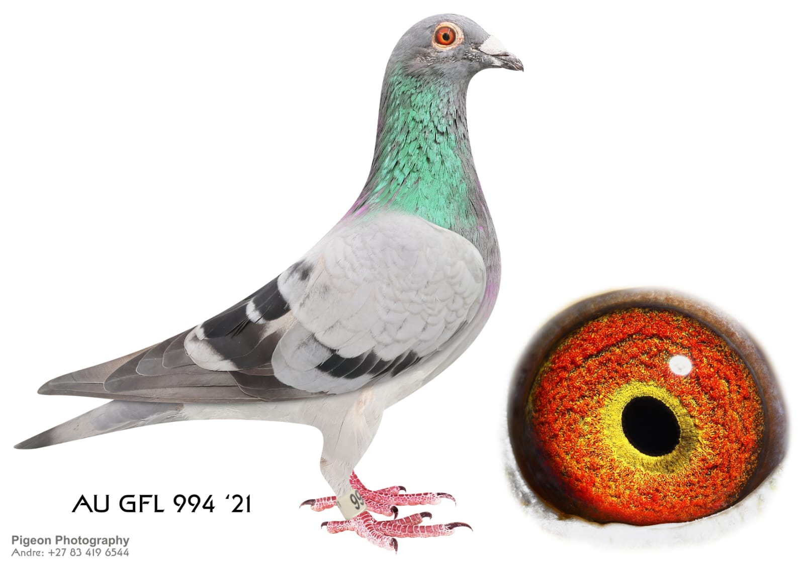 LOT 8: GFL 994-2021 (C) – A beautifully bred Ganus Cock, combining proven international racing and breeding bloodlines. His sire is JAZZMAN (GFL 53-2017), bred from Said In Spun Silver, 2nd Place South African Million Dollar Race, and Sanjay 1, 1st Place South African Million Dollar Race. His dam is HEIRLOOM (GFL 77-2019), bred from Wolverine and Victoria Winner, 1st Place Victoria Falls World Challenge. A powerful pedigree combining Million Dollar Race winners, Victoria Falls winners and proven one-loft race genetics. An excellent breeding prospect with outstanding Ganus Family Loft bloodlines. – SEE PEDIGREE !!!