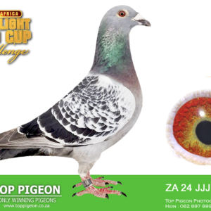 LOT 10: ZA 24 JJJ 68 (C) - 6th in Hot Spot 3 over 330 km and is a brother to ZA 24 JJJ 133, the 1st South African bird in the 2025 Al-Shadeed OLR series. - The sire is SIROCCO (AU 2021 GFL 69), from the famous Ganus/Shirocco family. This line has produced some fantastic one-loft race performers, including 8th Gold Cup Summer Final and 4th Ace Pigeon.  The dam is JANA S (Slovenia 2022 107 10852), from the strong Slovenian line that goes back to Night Angel / Marjana S, the 1st 2020 SAMDPR Final winner over 700 km. She is also a cousin of Miss Debbie, 1st 2023 Pattaya Final. - SEE PEDIGREE !!!