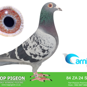 LOT 11: ZA 24 SHAZ 84 (C) - A very exciting Shahzad Family Loft pigeon with proven Dijkstra Tournier and Hooymans bloodlines.  Sire: ZA 24 SHAZ 61 “Dragon’s Flash” – full brother to “Foreign Courier”, a 3-time equal Hot Spot winner and 1st Hot Spot Ace.  Dam: ZA 21 12787 “Kind” – a proven Hooymans breeder who has produced top OLR performers, including “Kob” and “Aslis Berry”.  A strong combination of proven racing and breeding genetics with plenty of OLR performance in the family - SEE PEDIGREE !!!