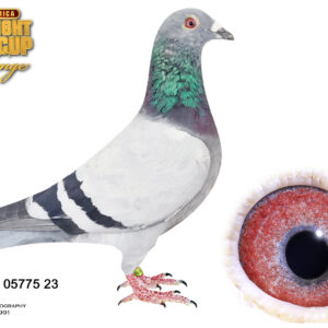 LOT 1: DV 23 05775 3459 (C) – A quality Hans-Paul Eßer pigeon bred from “Grandson SA King” and “LE 4,” 2nd Ace Pigeon Golden Race Algarve 2021. The sire is also an uncle to “Queen of Sevilla,” winner of the 2020 Sevilla International OLR Final, while the dam is a sister to top racers and a brother that won five 1st prizes. - SEE PEDIGREE !!!