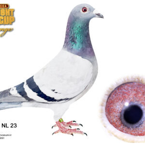 LOT 2: NL 23 9100678 (H) – A quality smoky-blue H. & E.J. Eijerkamp pigeon bred from “Black Sea Fabio” and “Silent.” The sire produced the 1st Final Black Sea OLR winner, while the dam is a half-sister to “Jelika,” 2nd National Ace Pigeon WHZB One-Day Long Distance 2019. - SEE PEDIGREE !!!