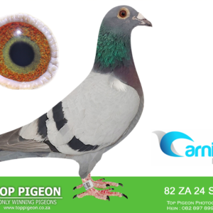 LOT 3: ZA 24 SHAZ 82 (H) – A quality blue-bar Shahzad Family Loft pigeon bred from “Jackpot Flash” and the “BG Hen.” The sire bred “Foreign Courier,” a three-time equal Hotspot winner and 2nd Ace Pigeon, while the dam is a full sister to the 6th Ace Pigeon and 15th AfrikaPro Final winner sold for R90,000. Also a half-brother to top performers “SHAZ 90,” “Foreign Courier” and “Alexia.” – SEE PEDIGREE !!!
