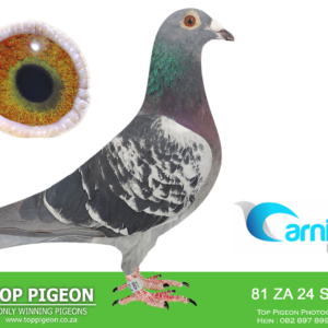 LOT 6: ZA 24 SHAZ 81 (C) – A proven blue-check racer from Shahzad Family Loft, bred from “Jackpot Flash” and the “BG Hen.” Winner of 17th Race 4 over 357 km and 24th Ace Pigeon after five Hotspots. Half-brother to “SHAZ 90,” “Foreign Courier” and “Alexia,” while the dam is a full sister to the 6th Ace Pigeon and 15th AfrikaPro Final winner sold for R90,000. – SEE PEDIGREE !!!