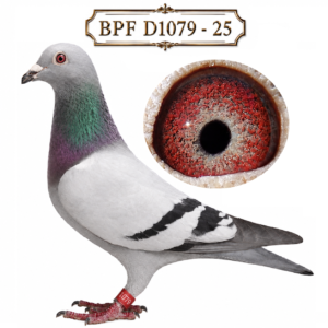 LOT 10: ZA 25 BPFD 1079 (C) – A blue-bar cock from Sansom Lofts, carefully linebred to their influential Aftoon / De Norre family. Sired by “DE KLEINE AFTOON” ZA 22 37664, a foundation breeder producing Ace Pigeons and multiple winners, and out of ZA 22 37634, a foundation hen and full sister to Jannie Kruger’s “Geralds hen”. The breeder highlights this concentrated family breeding as a promising addition to the stock loft. – SEE PEDIGREE !!!