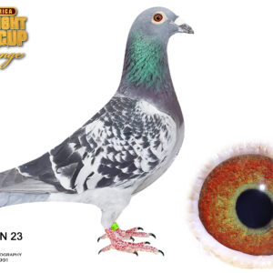 LOT 9: DAN 073-23-1674 (C) - The sire is BE 20-3010540 Stichelbaut, bred from the famous De Vincent, De Labeeuw and Stichelbaut lines. De Vincent was a top performer, being named Best Pigeon St. Vincent Belgium over 3 seasons and Best Pigeon St. Vincent International over 2 seasons.  The dam is DAN 073-17-71 “Last Flor Engels”, coming from the well-known Flor Engels family. Her pedigree also includes Strong Argenton Flor Engels and the proven Brobech + Engels lines. - SEE PEDIGREE !!