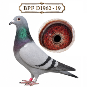 LOT 3: ZA 19 BPF D1962 (H) – A brilliant blue-bar breeding hen from Sansom Lofts’ Aftoon / De Norre family. Sired by ZA BPF D5540-14, a SANPO Long-Distance Bronze Medal winner and proven producer, and out of ZA BPF D4606-17, a granddaughter of the legendary Bloem Pair hen D2302. D1962 is the dam of prolific racers and a full sister to several outstanding breeders. The breeder states that she is worth every ounce of her weight in gold. – SEE PEDIGREE !!!