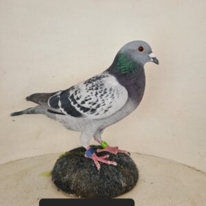 LOT 9: ZA 17 STAR 397 (C) – “Cannon Blast,” a superb Dijkstra-Crusson-Kruger pigeon from Silver Star Lofts, bred from “Pico Crusson” and “Cannonball,” a granddaughter of “The Great One.” Closely related to numerous OLR champions, including the 1st Carnival Summer Final and Ace Pigeon, 1st Carnival Winter Final and Ace Pigeon, 1st SAMDPR Final winner and several other ace pigeons. – SEE PEDIGREE !!!