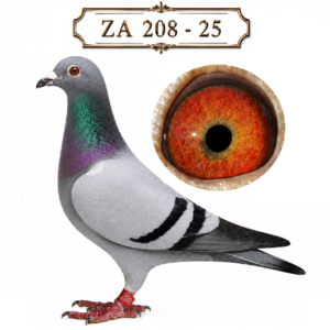 LOT 4: ZA 25 208 (C) – A blue-bar cock from Sansom Lofts, bred from two influential stock birds. Sired by “SAMAJOOR” ZA BPFD 1558-21, a prolific breeding son of “GOLDEN BOY”, and out of ZA BPF D3064-17, dam of ten winners and sister to three double winners. The breeder recommends this NRHU / De Norre cock as a promising crossing prospect to introduce stamina and vigour. – SEE PEDIGREE !!!