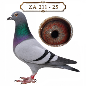LOT 5: ZA 25 211 (H) – A pencil hen from Sansom Lofts’ NRHU / De Norre family, bred from the prolific “SAMAJOOR” ZA BPFD 1558-21 and the exceptional breeding hen ZA BPF D1962-19. Her dam is a full sister to the dam of the 2022 Afrika Pro Main Race winner, while her sire is a direct son of “GOLDEN BOY”. Described by the breeder as “one for the connoisseur”. – SEE PEDIGREE !!!