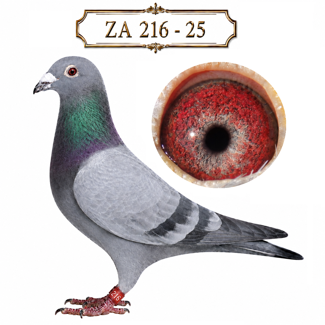 LOT 13: ZA 25 216 (C) – A Schalie cock from Sansom Lofts, carefully linebred with three appearances of the famous “250K Schalie” cock in his pedigree. Sired by ZA BPFD 1989-19, an inbred son of D5545, and out of ZA BPFD 5788-17, a direct daughter of D5545 and the exceptional Bloem Pair hen D2302. The breeder highlights his medium build, distinctive Schalie colour and potential as prime stock. – SEE PEDIGREE !!!