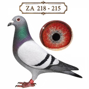LOT 1: ZA 25 218 (C) – A blue-bar cock from Sansom Lofts, linebred to their influential “Brons Oog” D1575-19 and Kingslea foundation blood. Sired by ZA 22 37680, described as their No. 1 stock cock, and out of ZA 22 37669, a prolific breeding daughter of “Brons Oog”. The breeder highlights this family’s outstanding breeding value and the success of their “double-up” breeding method. – SEE PEDIGREE !!!