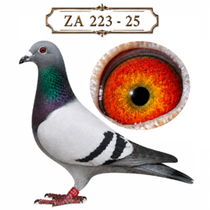 LOT 12: ZA 25 223 (C) – A blue-bar cock from Sansom Lofts’ SANPO / De Norre family, bred from foundation cock ZA BPF D1961-19, sire and grandsire of Federation, Union and Combine winners, and “GOLDEN GIRL” ZA BPFD 1541-21, dam of eleven winners, including four Federation and two Combine winners. Combines the influential D5540 and “GOLDEN BOY” lines with concentrated “250K Schalie” breeding. – SEE PEDIGREE !!!