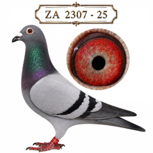 LOT 8: ZA 25 2307 (C) – A blue-bar cock from Sansom Lofts’ SANPO / De Norre family, bred from foundation cock ZA BPF D1961-19, a sire and grandsire of Federation, Union and Combine winners, and ZA 23 2405, a young breeding hen descending from the prolific “GOLDEN BOY”. The breeder highlights this cock as a stock-loft prospect carrying some of their most valued foundation blood. – SEE PEDIGREE !!!