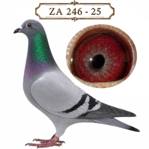 LOT 9: ZA 25 246 (H) – A blue-bar hen from Sansom Lofts, selectively linebred to preserve their influential 5787 De Norre / Janssen family. Sired by ZA BPFD 1981-19, an inbred son of the D5787 × 5788 pairing, and out of “GOLDEN GIRL” ZA BPFD 1541-21, dam of eleven winners, including four Federation and two Combine winners. The breeder regards her as a potential next-generation foundation hen. – SEE PEDIGREE !!!