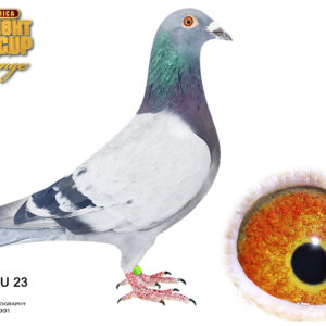 LOT 12: ZA GPU 23 3422 (C) - THE SIRE: DV526-20-02884 “Hurricane Jamie” – top breeding cock and grandson of the champion Olympic Hurricane.  THE DAM: NL20-1519955 “Spider Blue” – Ace Pigeon Cape Town OLR 2021, from the famous Willem de Bruijn “Spider Blue” family.  A fantastic Willem de Bruijn × Olympic Hurricane combination, with proven OLR performance running through the pedigree - SEE PEDIGREE - THIS IS SUPER !!!