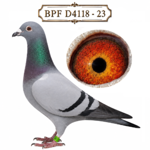 LOT 6: ZA 23 4118 (C) – A blue-bar Gowy / De Norre cock from Sansom Lofts, bred from “GOWY COCK” ZA 20 344853, a sire of Union and Federation winners, and ZA BPF D1112-20, a prolific breeding hen and full sister to “SAMAJOOR”. His pedigree brings together “GOLDEN BOY”, D5540 and the “250K ACES COCK”—bloodlines the breeder describes as the backbone of their racing success. – SEE PEDIGREE !!!
