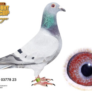 LOT 8: DV 23 3778 4131 (C) – “Ada,” a quality blue Rischmöller/Horstmann cock bred for the Race of South Africa. Bred from “Max” and “Sabine,” combining the proven Rischmöller family with the outstanding “Florian” line. The pedigree includes pigeons that achieved 23 prizes from 26 entries, four 1st prizes in one season and multiple ace-pigeon honours. – SEE PEDIGREE !!!