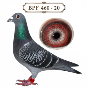 LOT 7: ZA 20 BPF 460 (H) – A dark-chequer hen from Sansom Lofts, combining the successful 0860 / “MARIA” Schellens family with Clausing / Houben foundation blood. Sired by ZA 13 BPFD 3072, carrying a strong concentration of the 0860 / “MARIA” line, and out of ZA 15 BPF 3290, bringing together Clausing / Houben, Schellens and Marcel Aelbrecht breeding. – SEE PEDIGREE !!!