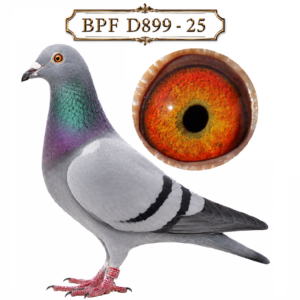 LOT 2: ZA 25 BPFD 899 (H) – “WILD ONE” – A blue-bar hen from Sansom Lofts, linebred to their exceptional NRHU 10885-18 “GOLDEN BOY”. Sired by ZA 23 4101, from “SAMAJOOR” and the highly regarded D1962 hen, and out of ZA 24 28, a direct daughter of “GOLDEN BOY”. The breeder recommends her for crossing, with the potential to introduce stamina and vigour. – SEE PEDIGREE !!!