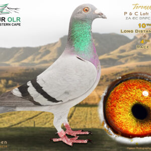 LOT 3: ZA 25 EC DRPC 475 – ENTERED BY: P & C LOFT – 10TH LONG DISTANCE ACE – 12TH ACE PIGEON – 51ST FINAL RACE – 23RD RACE 8 – 14TH RACE 6 – 26TH RACE 4 – 4TH RACE 1 – “TORONADO” is bred from proven Webster and Ken Easley performance bloodlines. His sire is ZA 24 DRPC 892 “DARK NIGHT,” bred from the powerful “BONT COCK” and “WILD BOSS,” while his dam is ZA 24 DRPC 834 “SPORTY BOSS,” carrying Porsche 911, Boxter, Dali, Tarzan, Urban Cowboy and Spot Porsche bloodlines. A quality long-distance racing and breeding prospect from genetics developed for challenging races. – SEE PEDIGREE !!!