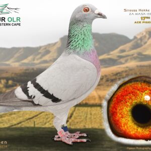 LOT 4: ZA 25 MASK 1554 – ENTERED BY: STRAUSS HOKKE – 17TH ACE PIGEON – Bred from powerful Hardy Kruger, Gert Swart, Tom Lock and 810 bloodlines. The sire carries the famous “KIMI” and “BLACK POWER” families, while the dam was an equal winner in Hotspot 3 at SAPIR OLR 2024. A quality racing and breeding prospect from proven OLR genetics. – SEE PEDIGREE !!!