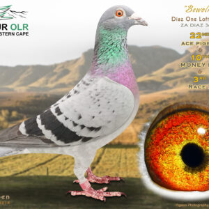 LOT 5: ZA 25 DIAZ 36 (C) – ENTERED BY: DIAZ ONE LOFT – 22ND ACE PIGEON – 10TH MONEY RACE – 40TH FINAL RACE – 3RD RACE 7 – 24TH RACE 9 – 38TH RACE 8 – 67TH RACE 6 – 84TH RACE 5 – 140TH RACE 4 – 95TH RACE 3 – 15TH RACE 2 – 34TH RACE 1 – “BEWOLK” comes from a first-time pairing of proven racing and breeding bloodlines. The sire is ZA 21 DIAZ 861, which raced for two seasons at CPL, while the dam, ZA 20 HPT 5113, is a daughter of “WOLKIE,” a full sister to numerous club and Federation winners and the mother of a Dinokeng OLR race winner. A consistent racer backed by proven Ace Pigeons, winners and top breeding pigeons. – SEE PEDIGREE !!!