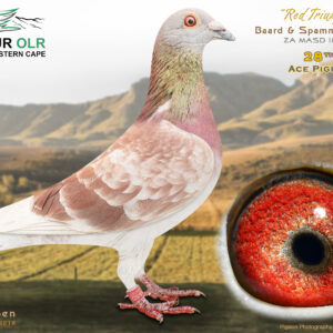 LOT 6: ZA 25 MASD 189 – ENTERED BY: BAARD & SPAMMER – 28TH ACE PIGEON – Bred from proven Puttrie, De Zutter, Schroyens, Sierens, Clausing and Jan Aarden bloodlines. The sire comes from top Warren Charles racing and breeding pigeons, while the dam is backed by multiple club and Federation winners. – SEE PEDIGREE !!!
