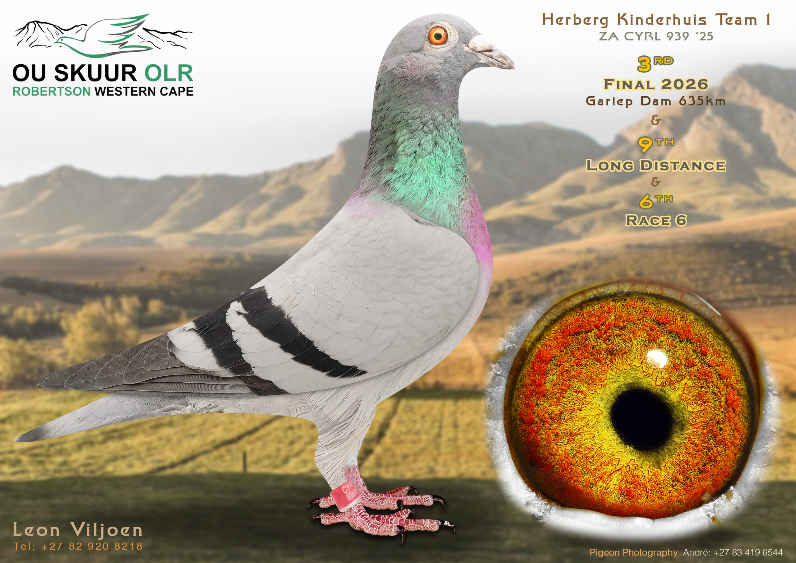 LOT 7: ZA 25 CYRL 939 – ENTERED BY: HERBERG KINDERHUIS – 3RD FINAL RACE – 9TH LONG DISTANCE – 6TH RACE 6 – Bred from proven Sea Biscuit, Jan Hooymans, Soetdoring Lofts, Cyril Leibach and Tom Lock bloodlines. The sire comes from SANPO Gold Medal and OLR money-winning genetics, while the dam combines two outstanding TRPF racers and Federation winners. A top-quality long-distance racing and breeding prospect. – SEE PEDIGREE !!!