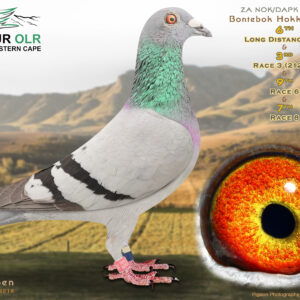 LOT 8: ZA 25 NOK/DAPK 1123 – ENTERED BY: BONTEBOK HOKKE – 6TH LONG DISTANCE ACE – 3RD RACE 3 (212KM) – 9TH RACE 6 – 7TH RACE 8 – Bred from proven Huyskens van Riel, Jurgens, Lambrecht, Van Engela and Cattrys bloodlines. The sire completed Diaz OLR 2023, while the dam comes from top Gys Louw and Paul Viljoen racing and breeding pigeons. A consistent long-distance prospect from a family selected for difficult conditions. – SEE PEDIGREE !!!