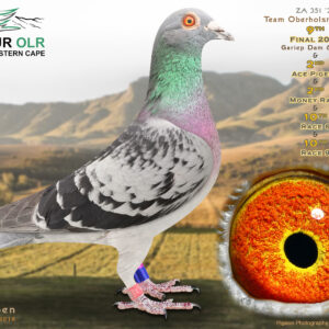 LOT 9: ZA 25 351 – ENTERED BY: TEAM OBERHOLSTER – 9TH FINAL RACE – 2ND ACE PIGEON – 2ND MONEY RACE – 10TH RACE 6 – 10TH RACE 9 – Bred from proven Webster Lofts and Pieter Maas performance bloodlines. The sire is a double grandson of “THE BOSS,” while the dam competed at SAMDPR and has produced a family of top Ace Pigeons. A top-class racing and breeding prospect from proven OLR genetics. – SEE PEDIGREE !!!