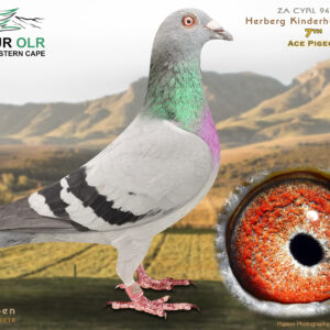 LOT 10: ZA 25 CYRL 940 – ENTERED BY: HERBERG KINDERHUIS – 7TH ACE PIGEON – Bred from a half-brother and half-sister pairing, both directly from ZA 16 ZANIN 0856. The pedigree combines top Jan Hooymans, Soetdoring Lofts, Koopman, Aelbrecht and Jos Thoné bloodlines, including “KENSAL GREEN,” “DIE STOFWOLK,” “LUKE DONALD,” “DERO” and “MIX.” A strongly bred OLR racing and breeding prospect. – SEE PEDIGREE !!!