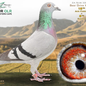 LOT 12: ZA 25 SLIM 3224 – ENTERED BY: BEST DRIVE HOKKE – 18TH ACE PIGEON – 8TH RACE 5