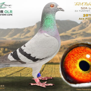 LOT 14: ZA 25 TURFPET 2099 – ENTERED BY: SDK LOFT – 29TH ACE PIGEON – “SDK RUBU EYE” is a full sister to ZA 24 KPF/S 102, which finished 4th in the 400km FCI Final at the Thailand Masters against 2,543 pigeons and 10th Hotspot 1 against 3,676 pigeons. A quality racing and breeding prospect from a family proven in strong international competition