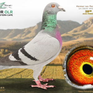 LOT 15: ZA 25 OERF 10102 – ENTERED BY: HERMAN VAN RENSBURG – 23RD ACE PIGEON – Bred from outstanding international OLR bloodlines. The sire, GFL 994-2021, comes from Ganus Family Loft and carries “SAID IN SPUN SILVER,” “SANJAY 1,” “WOLVERINE” and “VICTORIA WINNER.” The dam, ZA 22 SRPV 420, finished 13th in the Allflight Summer Final 2023 and is bred the same as the 2nd Final Allflight Summer Race 2021. – SEE PEDIGREE !!!