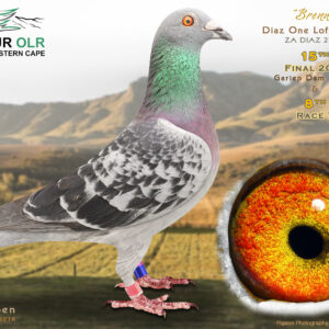 LOT 16: ZA 25 DIAZ 27 (H) – ENTERED BY: DIAZ ONE LOFT – 15TH FINAL RACE – 8TH RACE 7 – “BRENN” is a full sibling to the 1st Ace Pigeon, 1st Money Ace, 1st Long-Distance Ace and 7th Final at Ou Skuur OLR 2025. The sire and dam have both already produced this champion performer. A top-quality racing and breeding prospect from a proven OLR pairing. – SEE PEDIGREE !!!