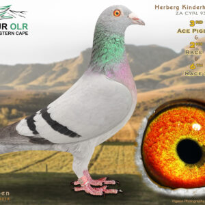 LOT 17: ZA 25 CYRL 936 – ENTERED BY: HERBERG KINDERHUIS – 3RD ACE PIGEON – 2ND RACE 1 – 6TH RACE 5 – Bred from proven Gaby Vandenabeele, Flor Engels, J.L.N. Houben, Jan Hooymans and Soetdoring Lofts bloodlines. The pedigree includes “BLIXEM,” “STOFWOLK,” “KENSAL GREEN,” “LUKE DONALD” and “MIX.” A top-quality racing and breeding prospect from proven SAMDPR and OLR genetics. – SEE PEDIGREE !!!
