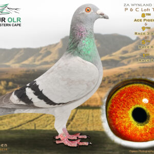 LOT 18: ZA 25 WYNLAND 2187 – ENTERED BY: P & C LOFT – 8TH ACE PIGEON – 9TH RACE 3 – 9TH RACE 5 – 5TH RACE 6 – 1ST RACE 9 – Bred from proven Soetdoring Lofts, SAMDPR, Dijkstra, Prange and Cooremans bloodlines. The sire competed in the Carnival Summer Final, while the dam is a nestmate sister to 5th Ace Pigeon and 8th Final at Carnival Summer. A top-class racing and breeding prospect from proven OLR genetics. – SEE PEDIGREE !!!