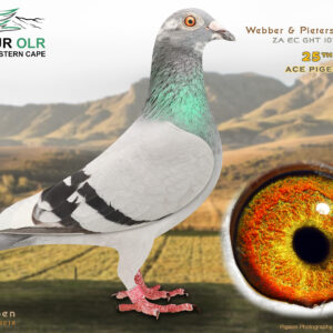 LOT 21:ZA 25 EC GHT 1073 – ENTERED BY: WEBBER & PIETERSE – 25TH ACE PIGEON – Bred from proven Webber and De Rauw-Sablon bloodlines. The sire is a son of a double Union winner and bred the winner of the tough 870km Fish River OLR Final, while the dam comes from the family of an SCMDPR car winner. A quality racing and breeding prospect from proven performance genetics. – SEE PEDIGREE !!!