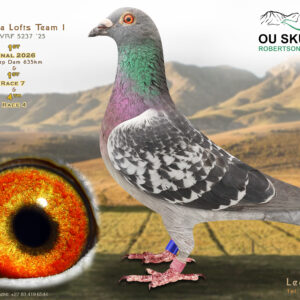 LOT 24: ZA 25 OVRF 5237 – ENTERED BY: KORANNA LOFTS – 1ST FINAL RACE GARIEP DAM 635KM – 1ST RACE 7 – 4TH RACE 4 – The 2026 Ou Skuur OLR Final winner! The sire and dam also bred ZA 26782, winner of the 659km Leeu-Gamka/Groblershoop R200 Ring Race, and have produced numerous top racers for Koranna Lofts. A proven champion from an exceptional long-distance breeding pair. – SEE PEDIGREE !!!